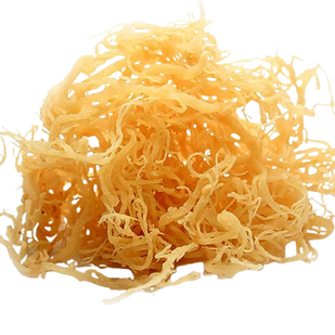 🌿 Wildcrafted Jamaican Sea Moss