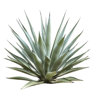 🍯 Organic Agave